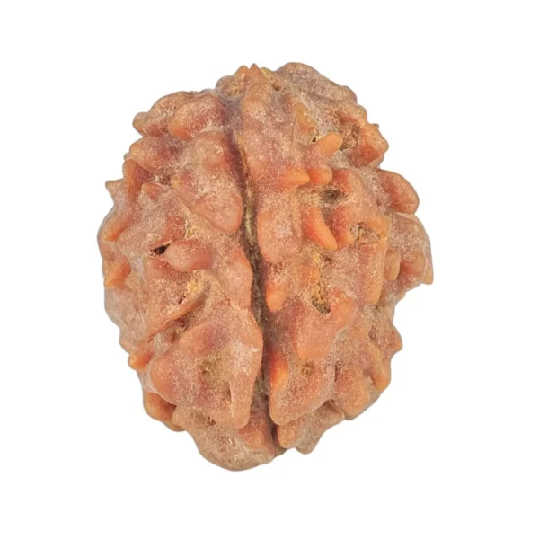 1 Mukhi Rudraksha 21.7mm 2.7gm - Rudraksha