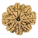 9 Mukhi Rudraksha 31.8mm 7.91gm - Rudraksha