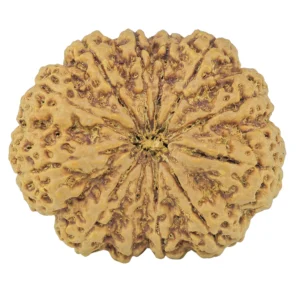 12 Mukhi Rudraksha 36.5mm 10.17gm - Rudraksha