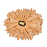 14 Mukhi Rudraksha 18.6mm 1.62gm - Rudraksha