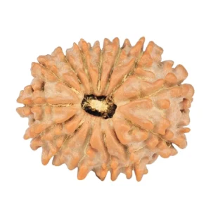 14 Mukhi Rudraksha 18.6mm 1.62gm - Rudraksha