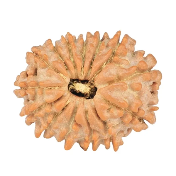 14 Mukhi Rudraksha 18.6mm 1.62gm - Rudraksha