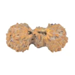 19 Mukhi Trijuti 14.9mm 0.37gm - Rudraksha