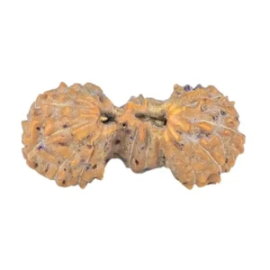 19 Mukhi Trijuti 14.9mm 0.37gm - Rudraksha