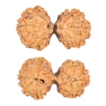 11 MK Gaurishankar 35.1mm 5.9gm - Rudraksha