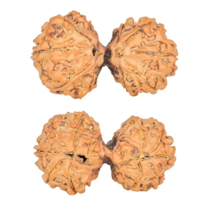 11 MK Gaurishankar 35.1mm 5.9gm - Rudraksha