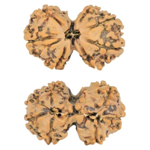 7 MK Gaurishankar 28.6mm 4.35gm - Rudraksha