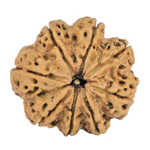 8 Mukhi Rudraksha 27.3mm 5.42gm - Rudraksha