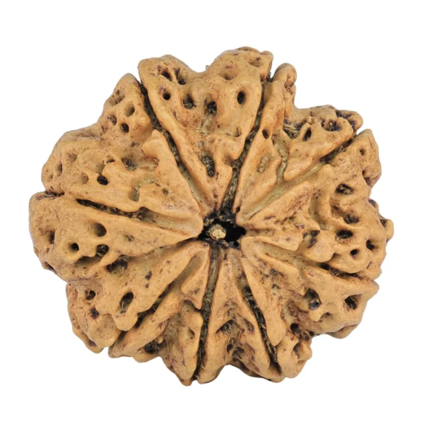 8 Mukhi Rudraksha 27.3mm 5.42gm - Rudraksha