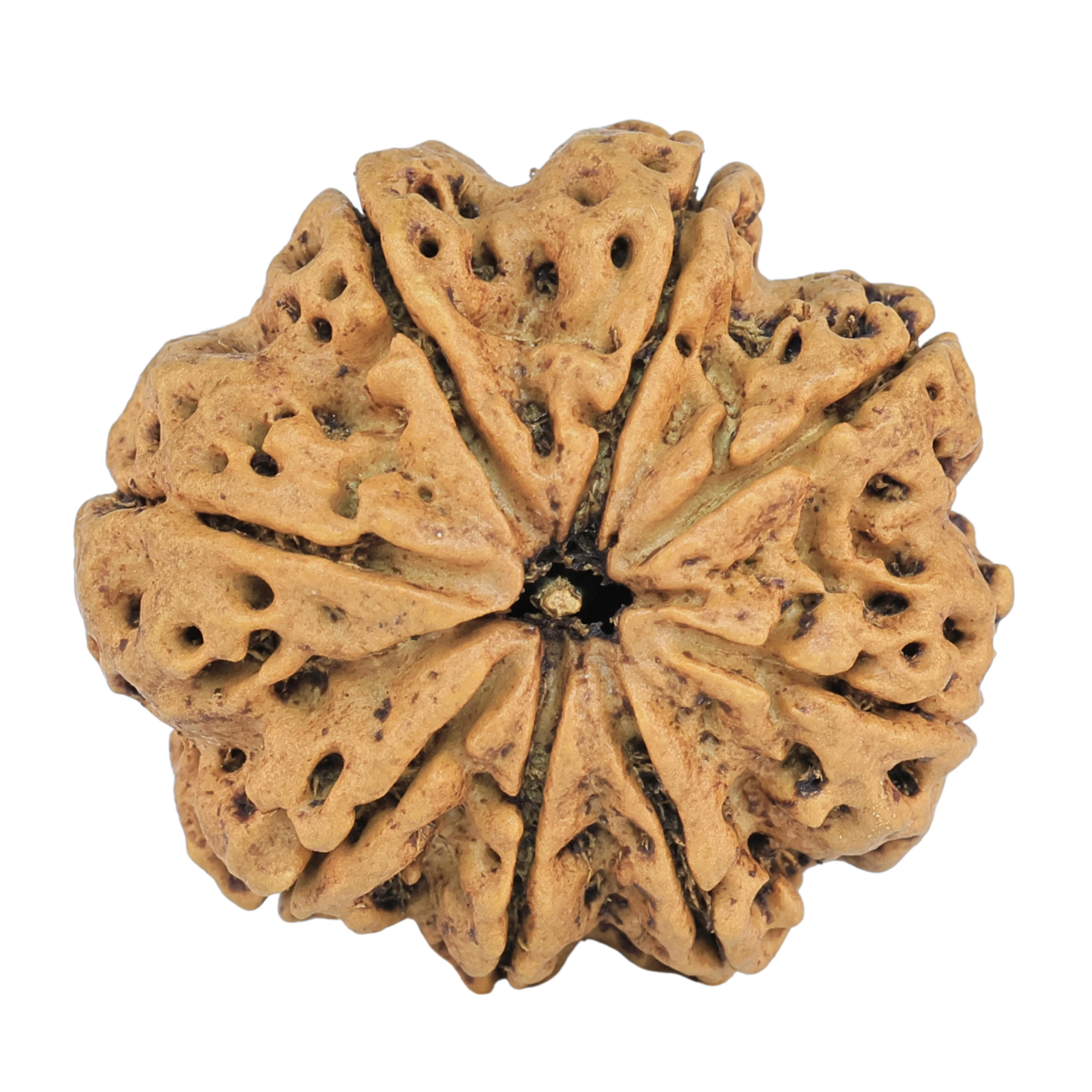 8 Mukhi Rudraksha 27.3mm 5.42gm - Rudraksha