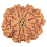 8 Mukhi Rudraksha 27.2mm 5.71gm - Rudraksha