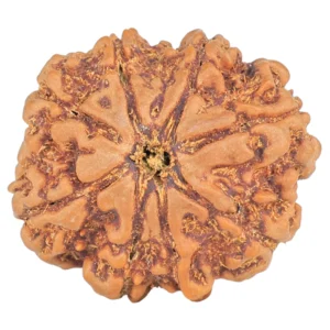 8 Mukhi Rudraksha 27.2mm 5.71gm - Rudraksha