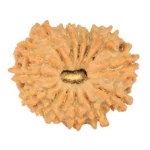14 Mukhi Rudraksha 19mm 1.64gm - Rudraksha