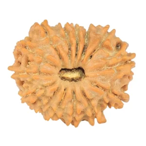 14 Mukhi Rudraksha 19mm 1.64gm - Rudraksha
