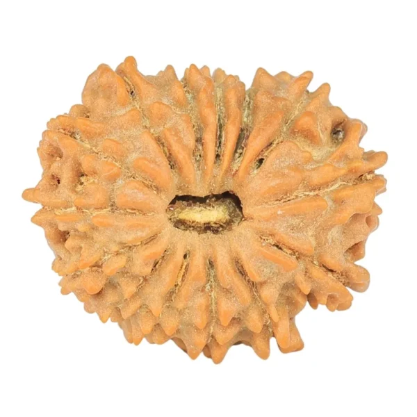 14 Mukhi Rudraksha 19mm 1.64gm - Rudraksha
