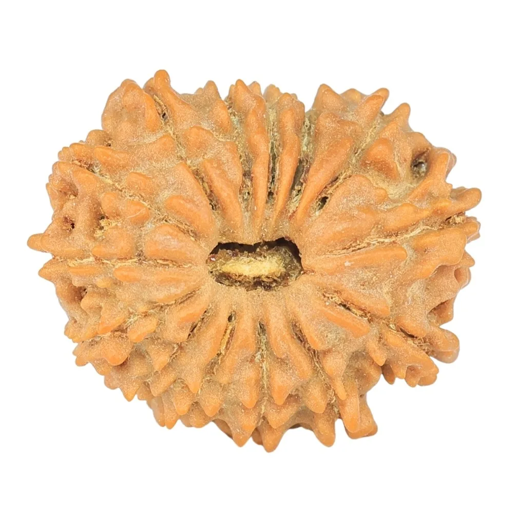 14 Mukhi Rudraksha 19mm 1.64gm - Rudraksha