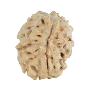 1 Mukhi Rudraksha 22.7mm 3gm - Rudraksha