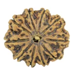 10 Mukhi Rudraksha 31.1mm 6.2gm - Rudraksha