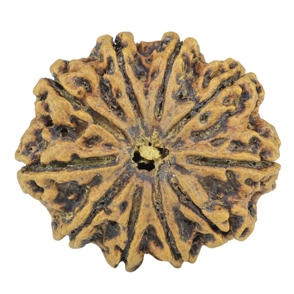 10 Mukhi Rudraksha 31.1mm 6.2gm - Rudraksha