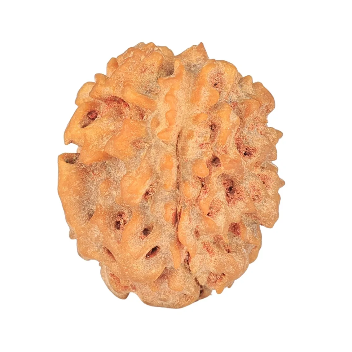 1 Mukhi Rudraksha 22.3mm 3.13gm - Rudraksha
