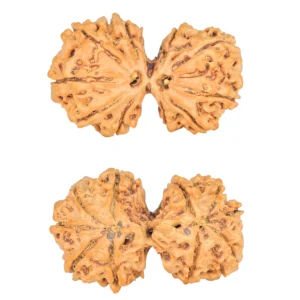 10 Mk Gaurishankar 34.3mm 6gm - Rudraksha
