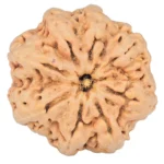 8 Mukhi Rudraksha 29.9mm 6.91gm - Rudraksha