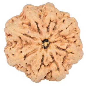 8 Mukhi Rudraksha 29.9mm 6.91gm - Rudraksha