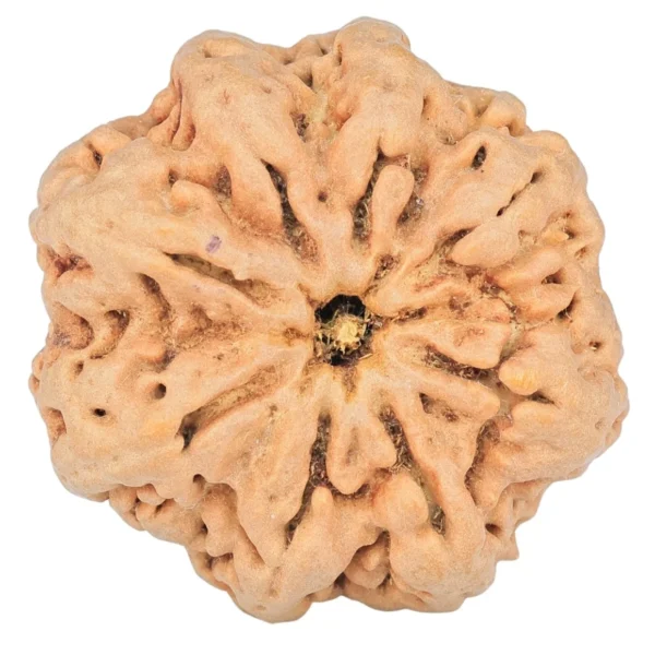8 Mukhi Rudraksha 29.9mm 6.91gm - Rudraksha