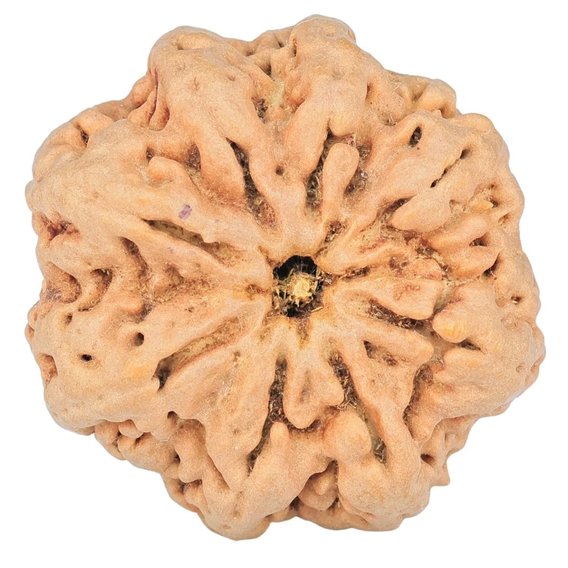 8 Mukhi Rudraksha 29.9mm 6.91gm - Rudraksha