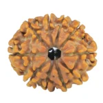 10 Mukhi Rudraksha 24.8mm 3.38gm - Rudraksha