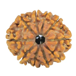 10 Mukhi Rudraksha 24.8mm 3.38gm - Rudraksha