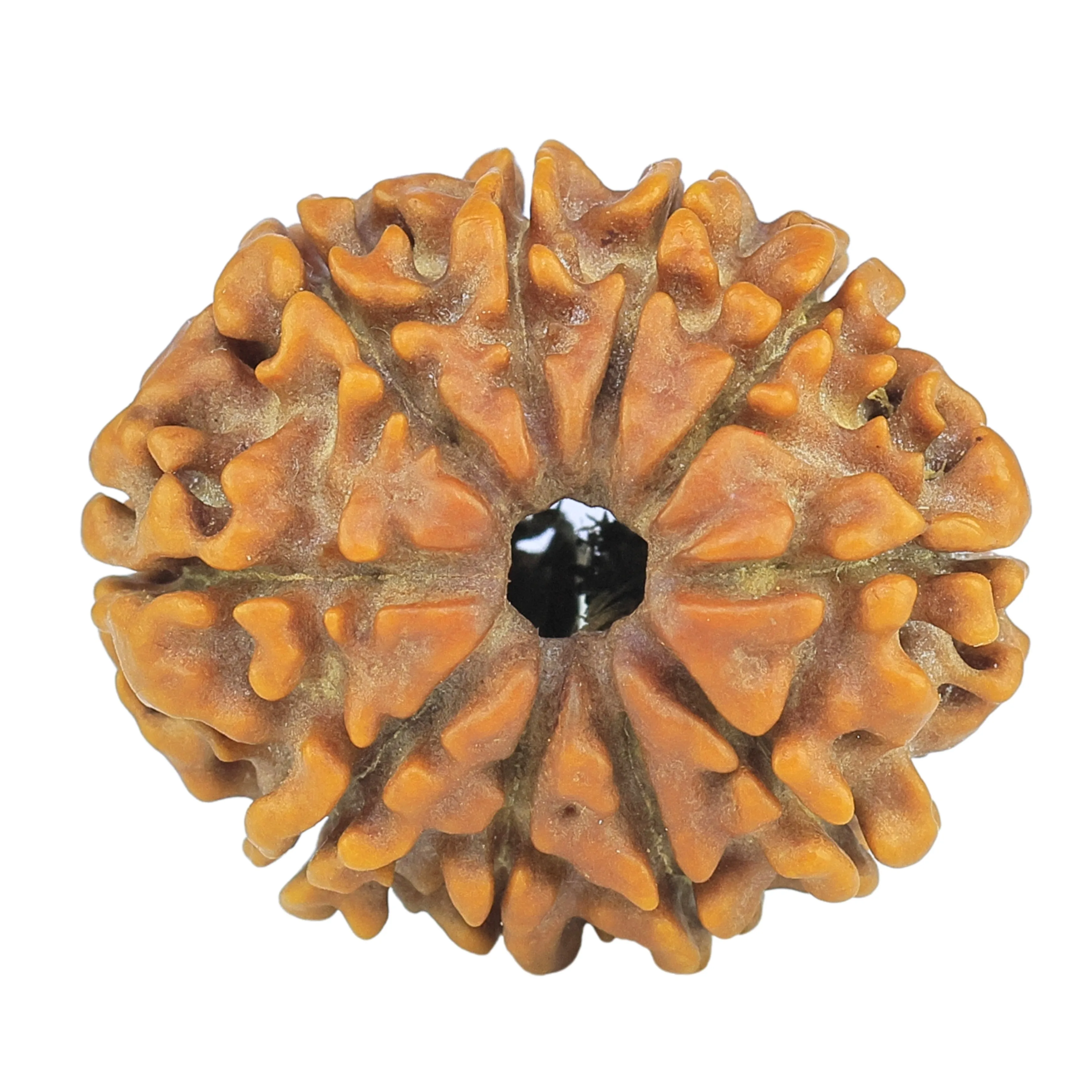 10 Mukhi Rudraksha 24.8mm 3.38gm - Rudraksha