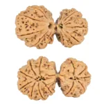 12 MK Gaurishankar 43.8mm 11gm - Rudraksha