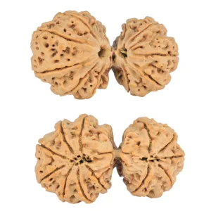 12 MK Gaurishankar 43.8mm 11gm - Rudraksha