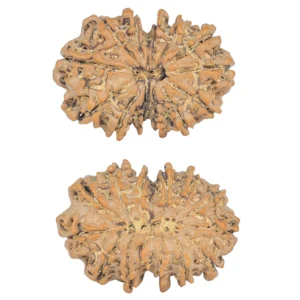 13 MK Gaurishankar 29.3mm 4.49gm - Origin: Nepal - Rudraksha