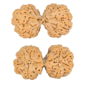 8 MK Gaurishankar 43.2mm 11.53gm - Rudraksha