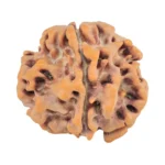 1MK(Underdeveloped) 22.1mm 3.31gm - Origin: Nepal - Rudraksha