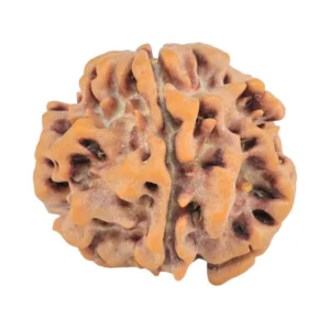 1MK(Underdeveloped) 22.1mm 3.31gm - Origin: Nepal - Rudraksha
