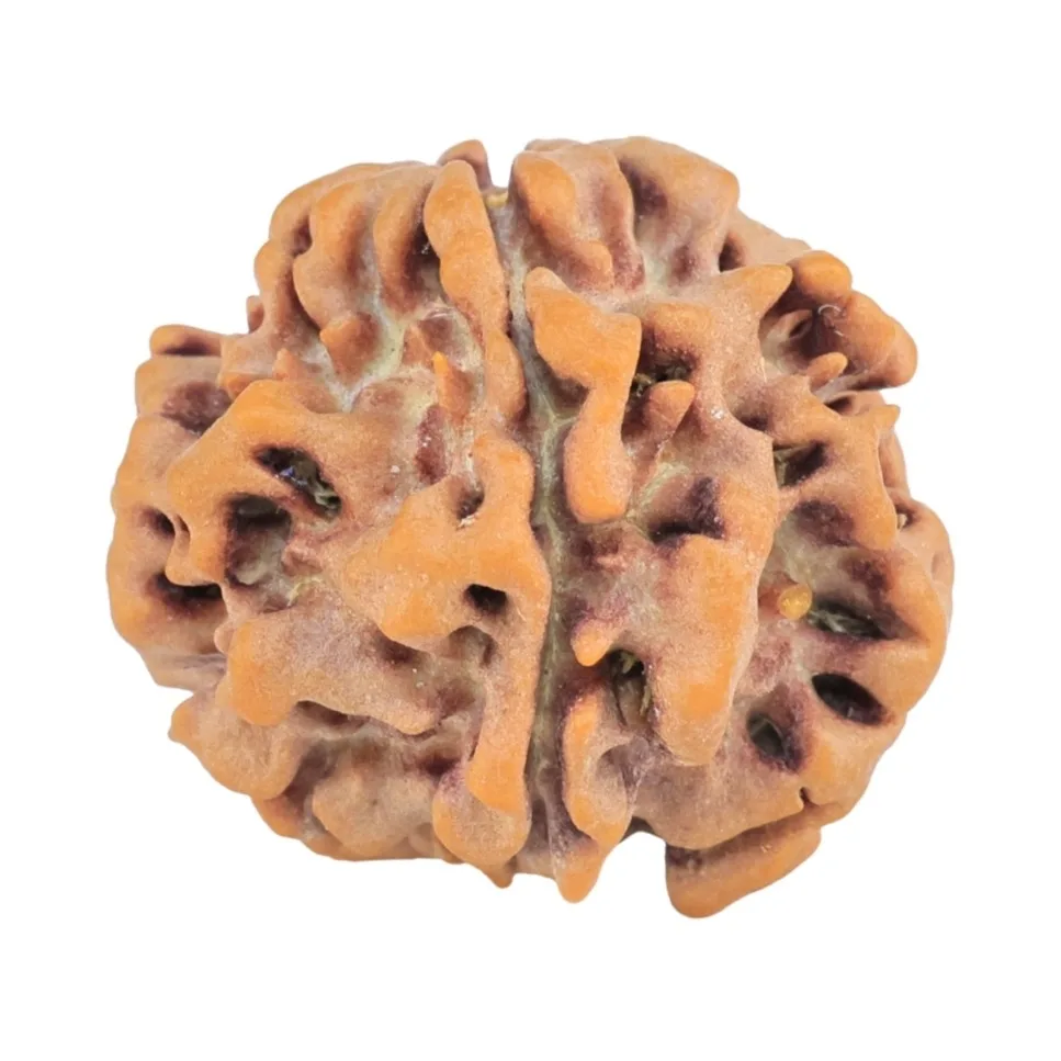 1MK(Underdeveloped) 22.1mm 3.31gm - Origin: Nepal - Rudraksha