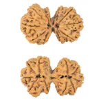 10 Mk Gaurishankar 39.8mm 8.59gm - Rudraksha