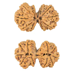 10 Mk Gaurishankar 39.8mm 8.59gm - Rudraksha
