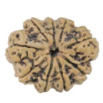 9 Mukhi Rudraksha 31.7mm 6.9gm - Rudraksha