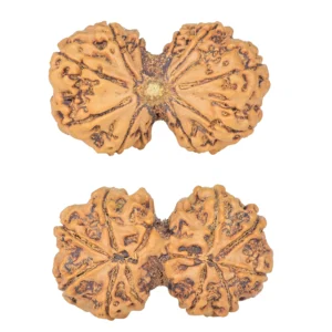 11 MK Gaurishankar 37.8mm 7.79gm - Rudraksha