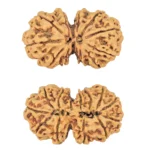 13 MK Gaurishankar 39.3mm 8.26gm - Rudraksha
