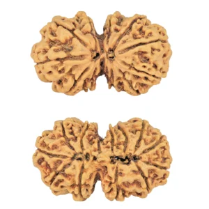 13 MK Gaurishankar 39.3mm 8.26gm - Rudraksha