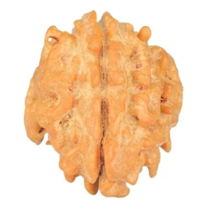 1 Mukhi Rudraksha 21mm 2.81gm - Rudraksha