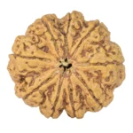 9 Mukhi Rudraksha 30.9mm 7gm - Rudraksha
