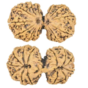 13 MK Gaurishankar 42.2mm 5.3gm - Rudraksha