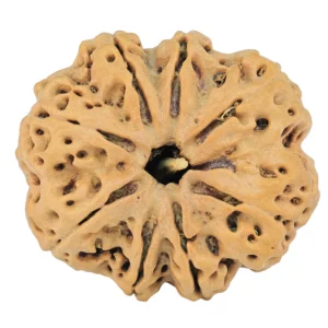 8 Mukhi Rudraksha 32.5mm 8.32gm - Rudraksha