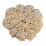 9 Mukhi Rudraksha 32.3mm 9.75gm - Rudraksha